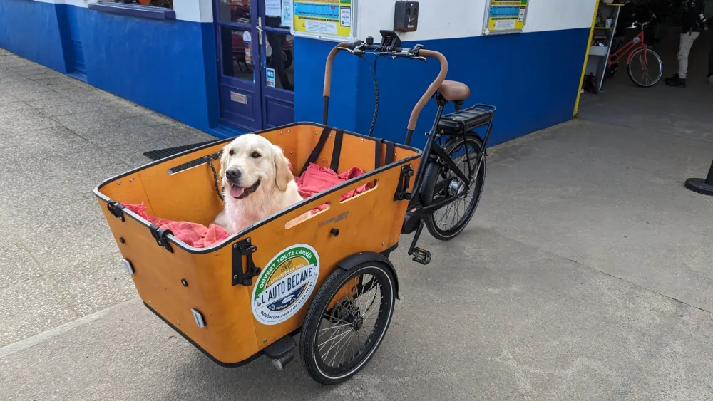 velo cargo chien auto becane